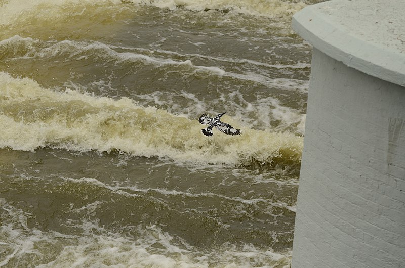 File:Pied kingfisher (Ceryle rudis) from Kallanai JEG9743.jpg