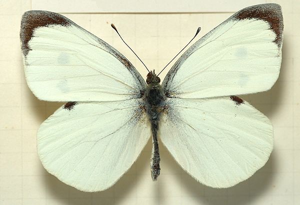 A male specimen of Pieris brassicae, the large cabbage white