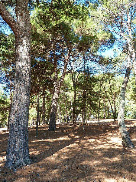 File:Pineta lungo la costa di Poreč - 2.JPG