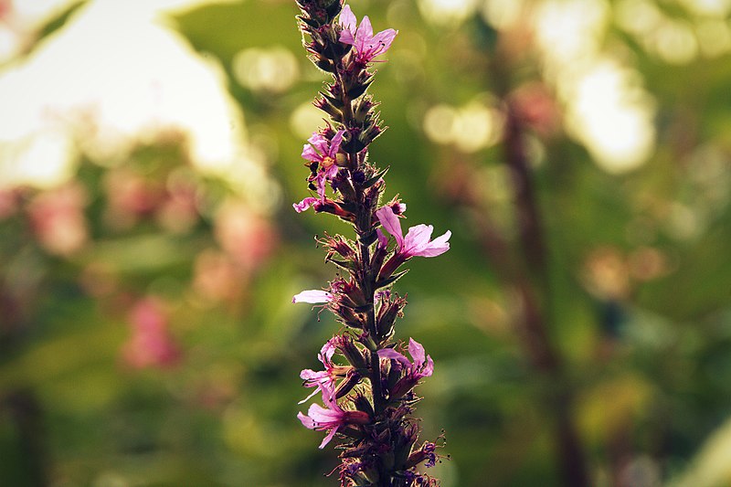 File:Pink Flowers Are Everywhere (165888963).jpeg