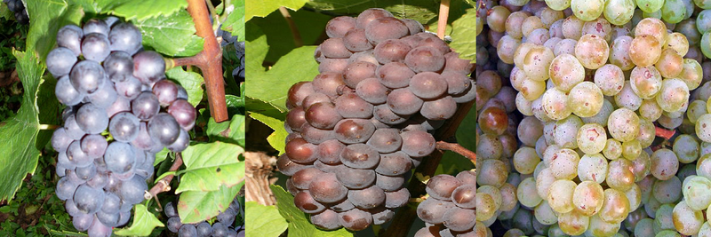 File:Pinot noir, Pinot gris and Pinot blanc.png