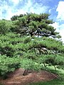 Pinus densiflora at the New York Botanical Garden 01
