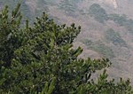 Foliage, Huangshan, Anhui province, China