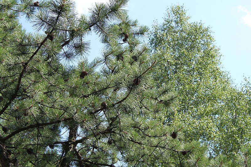 File:Pinus rigida foliage Nieporęt 4.JPG