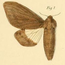 Gonometa bicolor