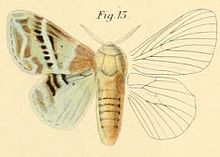 Pl.1-15-Lasiocampa köllikerii = Eucraera koellikerii (Dewitz، 1881) .JPG