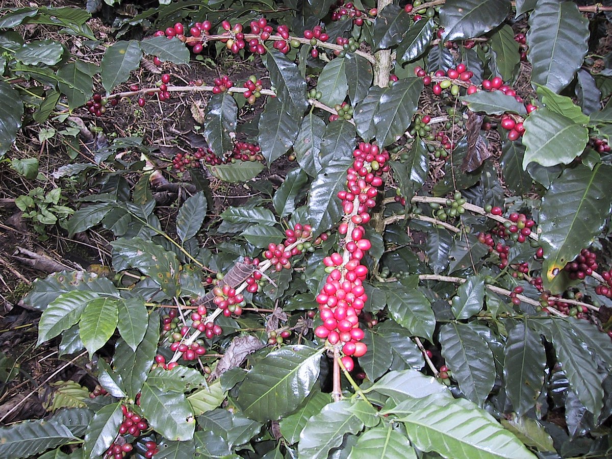 Растение кава. Coffea diversa обработка. Cihuateteo.