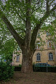 Close-up of the plane tree trunk at the Stüvehaus in Osnabrück