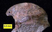 Fossilized shell of the Silurian-Early Triassic sea snail Platyceras PlatycerasLoganOhio.jpg