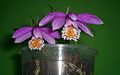 Pleione Снимка, която да илюстрира големината на цветовете на тези миниатюрни орхидеи