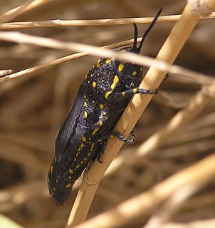 <i>Poekilocerus</i> Genus of grasshoppers