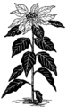 Poinsettia (PSF).png