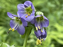 Polemonium vanbruntiae trscavo vermont 2023-06-23 file2.jpg