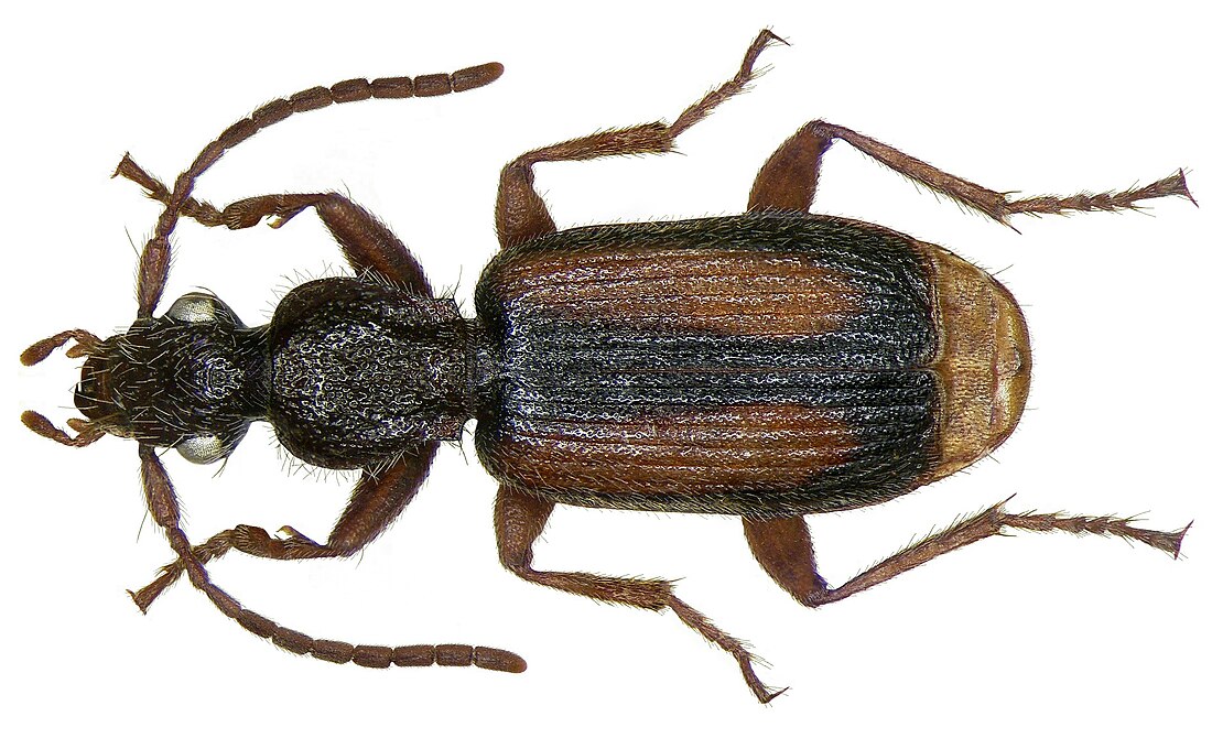 Polistichus connexus