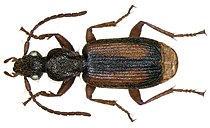Polistichus connexus