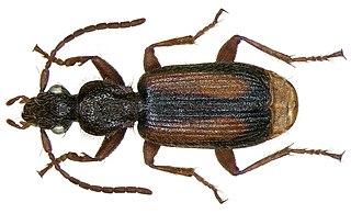 <i>Polistichus</i> Genus of beetles