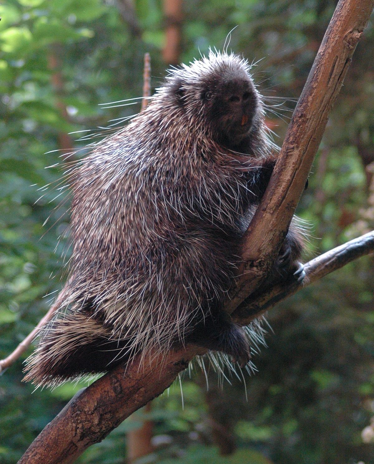 porcupine vs human