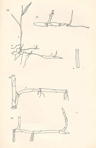 File:Potamogeton perfoliatus 1.jpg