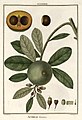 Ilustración de 1794 de un ejemplar de Pouteria lucuma (lúcuma), fruta emblemática del Perú, como parte de la Real Expedición Botánica al virreinato del Perú, que duró alrededor de 11 años tras la llegada desde Cádiz de los expedicionarios a la ciudad de Lima en 1778.