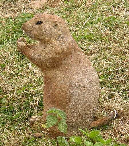 Tập_tin:Prairie.dog.600pix.jpg