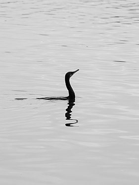 The calm water and predators shadow