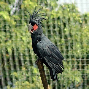 Palma kakatuo en Birdoparko Jurong, Singapuro