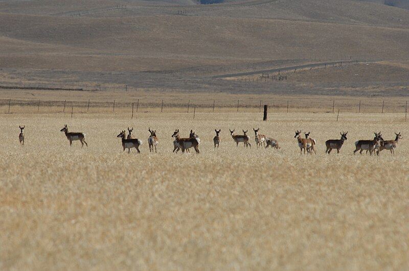 File:Pronged Horned Antelope on the CarrizoPlain (8159042856).jpg