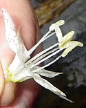 Prosartes maculata flower 002 (4x5).jpg