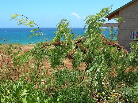 Prosopis_juliflora