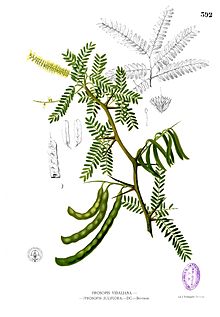 Parts drawing from the 1880-1883 edition of F. M. Blanco's Flora de Filipinas. Blanco already suspected that Prosopis vidaliana, then quite recently described, was identical with bayahonda blanca. Prosopis juliflora Blanco2.392.jpg