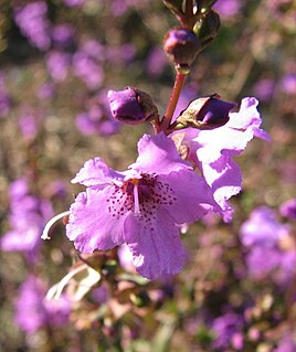 <i>Prostanthera galbraithiae</i> Species of flowering plant