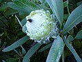 Protea magnifica