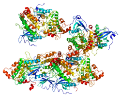 חלבון DAPK2 PDB 1wmk.png