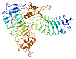 Glycoprotéine Ib