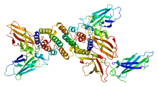 <span class="mw-page-title-main">Interferon gamma receptor 1</span> Protein-coding gene in the species Homo sapiens