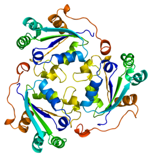 Нуклеозидная дифосфаткиназа B — фермент, кодируемый у человека геном NMe2.