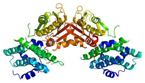 Protein PDK2 PDB 1jm6.png