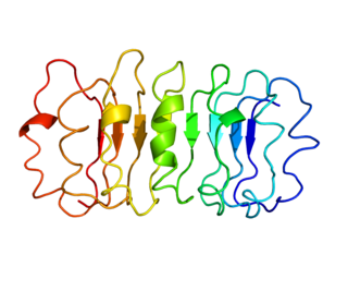 Thyrotropin receptor mammalian protein found in Homo sapiens