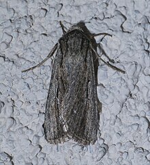 Protogygia lagena P1520174a.jpg