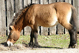 Przsevalszkij-ló (Equus ferus przewalskii)