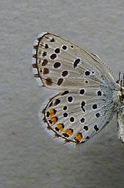 File:Pseudophilotes vicrama.underside.jpg