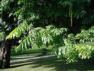 Pterocarya-fraxinifolia-leaves.JPG