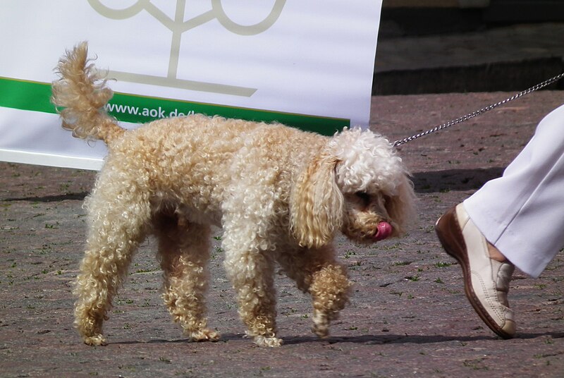 File:Pudelmix leckt sich über Schnauze Fulda Juni 2012.JPG