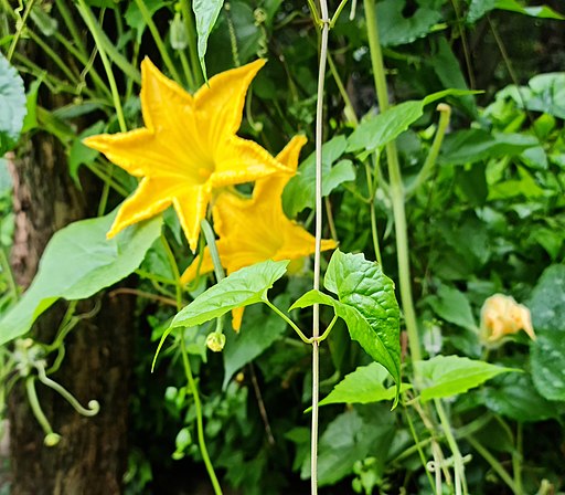 Pumpkin Flowers