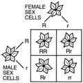 Punnett square (PSF).png