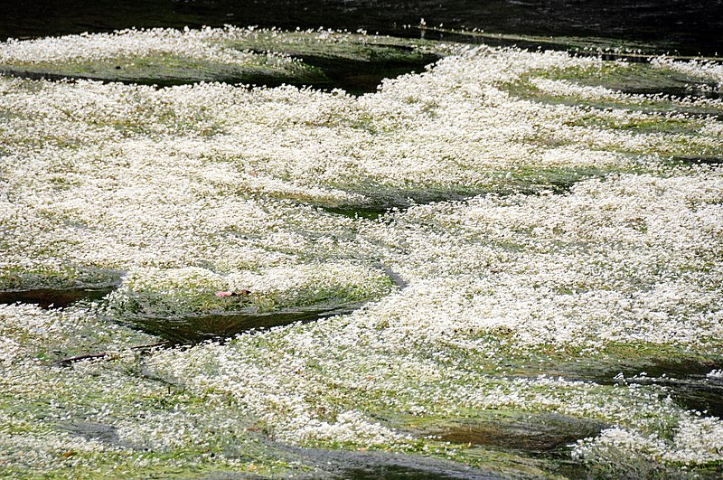 File:Pure white flowering of these waterplants near the Thonac Vezereriver, as seen at the preceeding image - panoramio.jpg