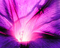 Purple Ipomoea purpurea close-up