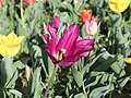 Purple tulip - Emilia Romagna, Italy (March 2023).jpg