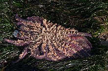 EXTINCTION!!! Memories of the Sunflower Sea Star