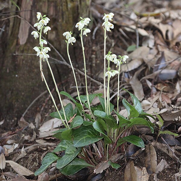 File:Pyrola japonica s12.jpg